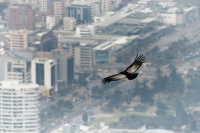 Kondor andsky - Vultur gryphus - Andean Condor o50139